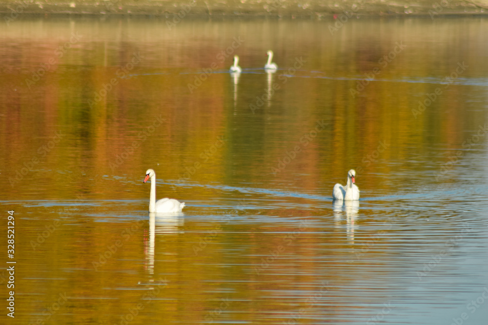 Swan on lake searching for algae Swan on lake searching for algae
