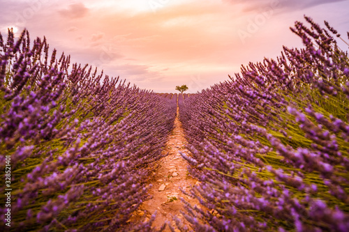 Dramatic sunset landscape. Tree in lavender field at sunset in Provence, France