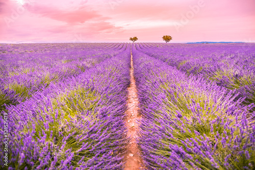 Summer travel landscape  amazing sunset view. Lavender field summer sunset landscape near Valensole. Provence  France