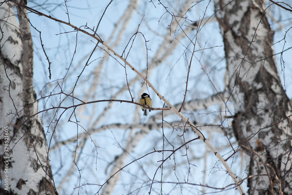 beautiful bird sits on a tree beautiful bird sits on a tree