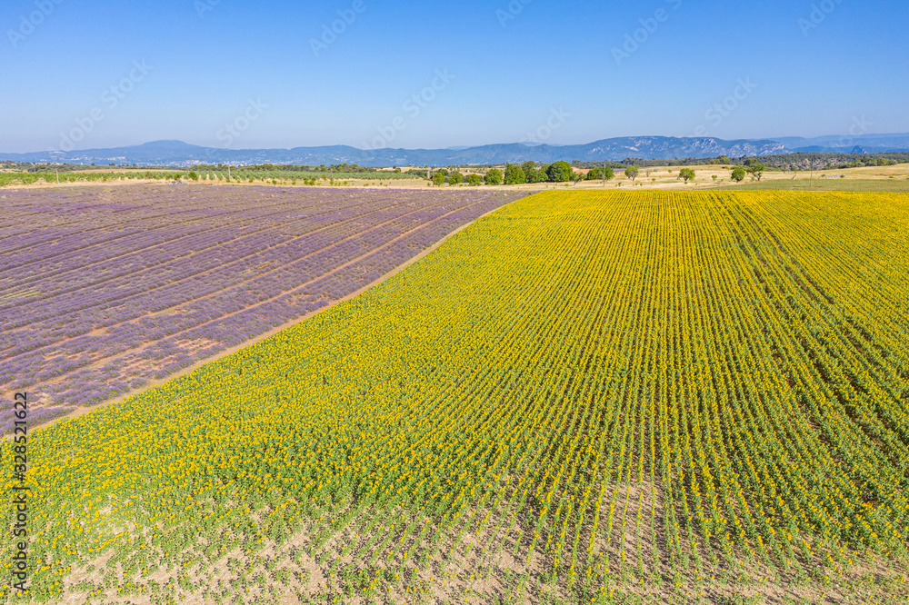 Aerial view of lavender field. Aerial landscape of agricultural fields, amazing birds eye view from drone, blooming lavender flowers in line, rows. Agriculture summer season banner