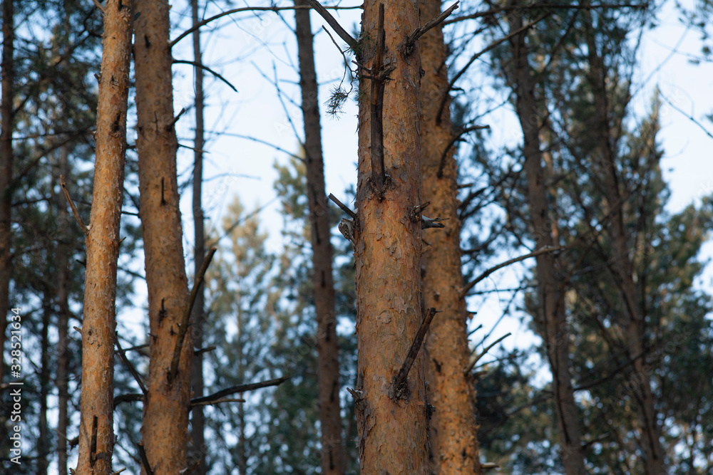 beautiful winter forest in the afternoon