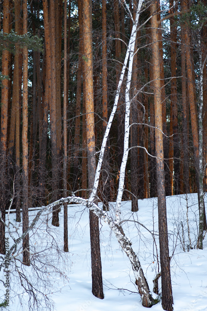beautiful winter forest in the afternoon beautiful winter forest in the afternoon