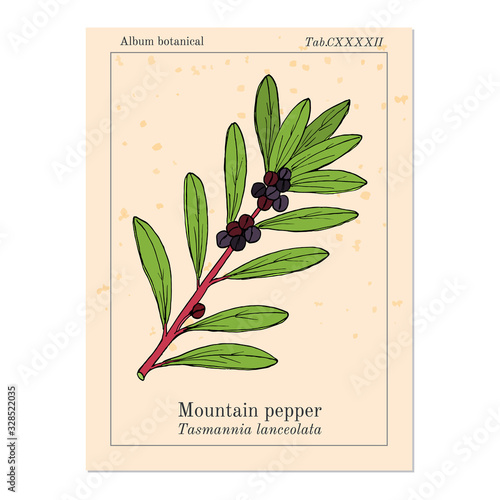 Mountain pepper Tasmannia lanceolata , or Tasmanian pepperberry, medicinal plant