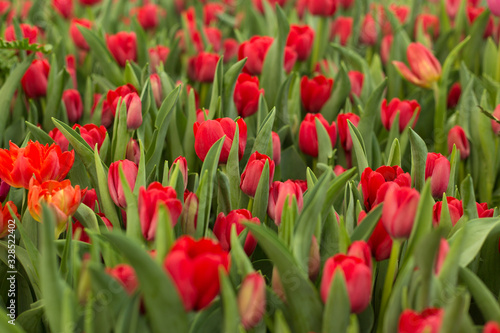 Red tulips field beautiful spring background.