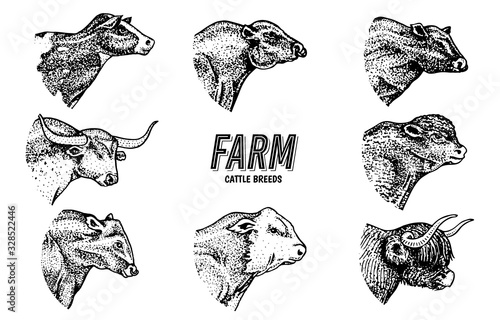  Cows set in vintage style. Cattle heads. Longhorn Scottish Highland Holstein Black Angus. Portrait of farm bulls or domestic animals. Hand drawn engraved sketch for labels logo posters or banners.