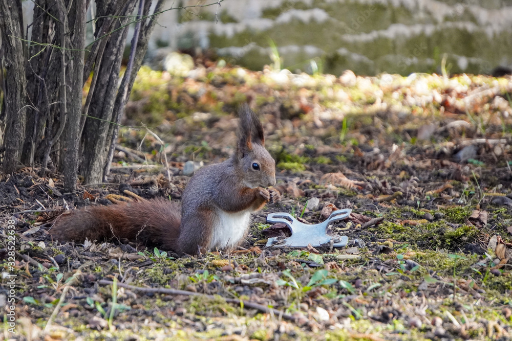 A red fluffy squirrel stands on its hind legs on the ground and looks around, looking for food. Sciurus, Tamiasciurus, Pine squirrels, Rodent