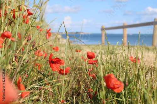 Jolis coquelicots sur un chemin cotier a l Ile de Re