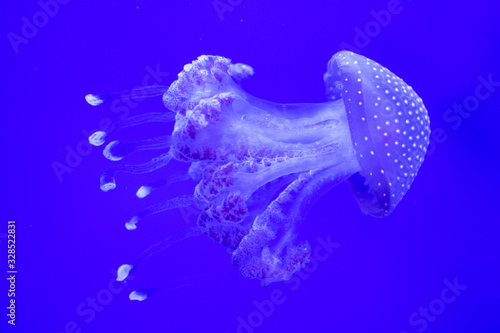 Jellyfish in water close-up on a blue background