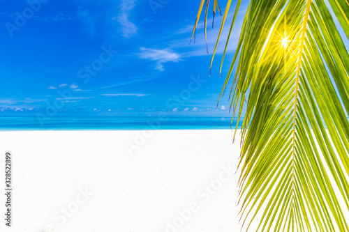 Fototapeta Naklejka Na Ścianę i Meble -  Palm trees on the shore or beach with run rays. Luxury summer travel and vacation background