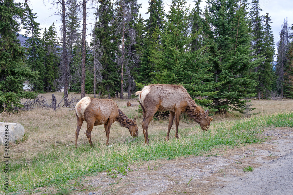 Two mule deers grazing in Jasper National Park, Canadian Rockies, Alberta, Canada Two mule deers grazing in Jasper National Park, Canadian Rockies, Alberta, Canada