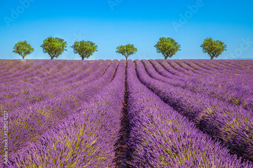 Tranquil trees with blooming lavender flower lines. Amazing summer nature landscape. Lavender field summer landscape near Valensole. Provence, France. Seasonal nature scenery