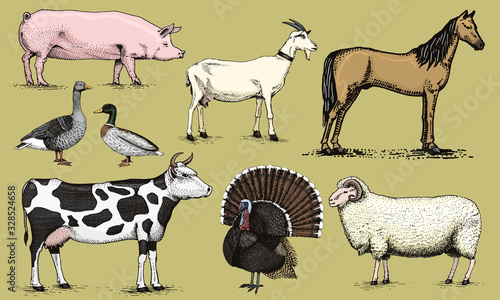 Farm animals. Pig Goat Horse Sheep Cattle Cow Turkey Goose and Duck. Set of domesticated animals. Hand drawn engraved vintage retro sketch for badges, emblems or posters and t-shirts.