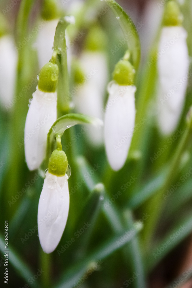 Galanthus, snowdrop flowers. Fresh spring snowdrop flowers. Snowdrops at last year's yellow foliage. Flower snowdrop close-up. Spring flowers in the snow. Selective focus. Soft focus Galanthus, snowdrop flowers. Fresh spring snowdrop flowers. Snowdrops at last year's yellow foliage. Flower snowdrop close-up. Spring flowers in the snow. Selective focus. Soft focus