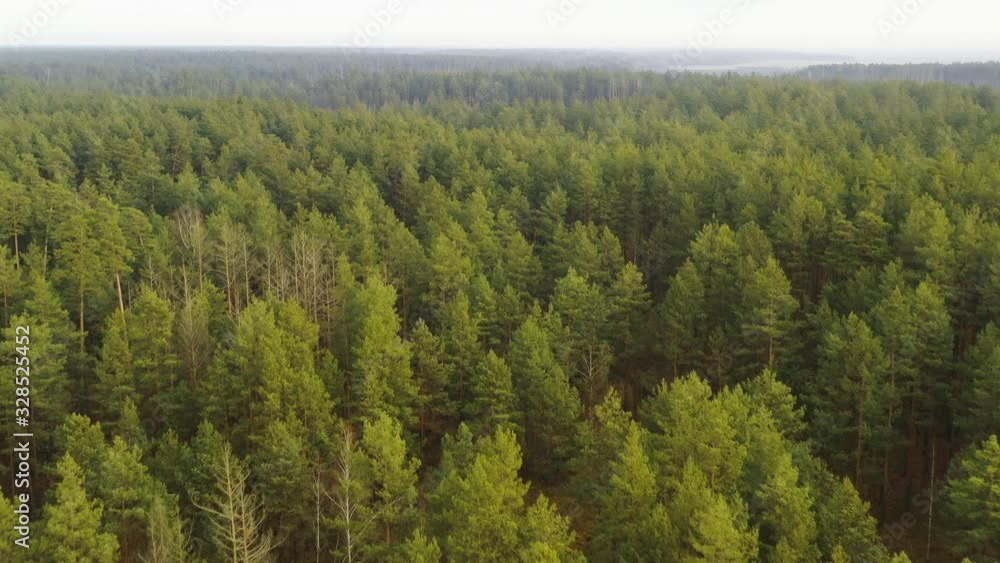 Aerial View Of Green Pine Forest Landscape. Top View In Autumn Day. Drone View. Bird's Eye View Aerial View Of Green Pine Forest Landscape. Top View In Autumn Day. Drone View. Bird's Eye View