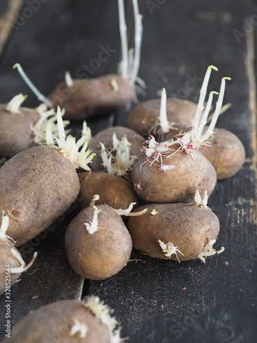Agriculture, sprouted potatoes on a dark background. Ready for planting in the soil.