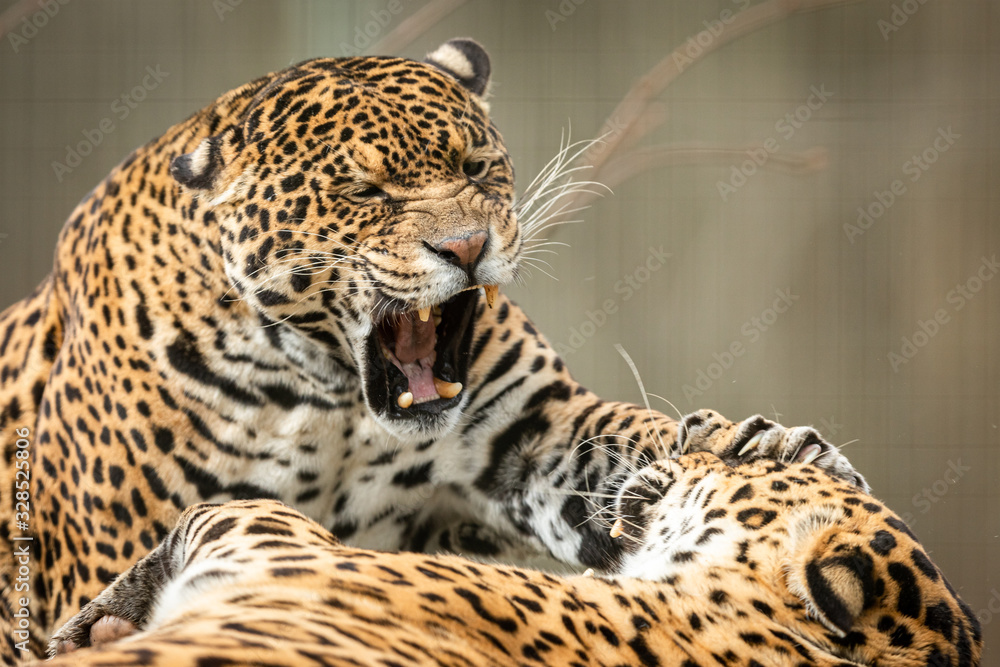 Obraz premium Two jaguars fighting in the forest