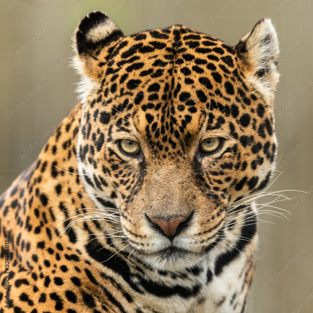 Portrait of a jaguar in the forest