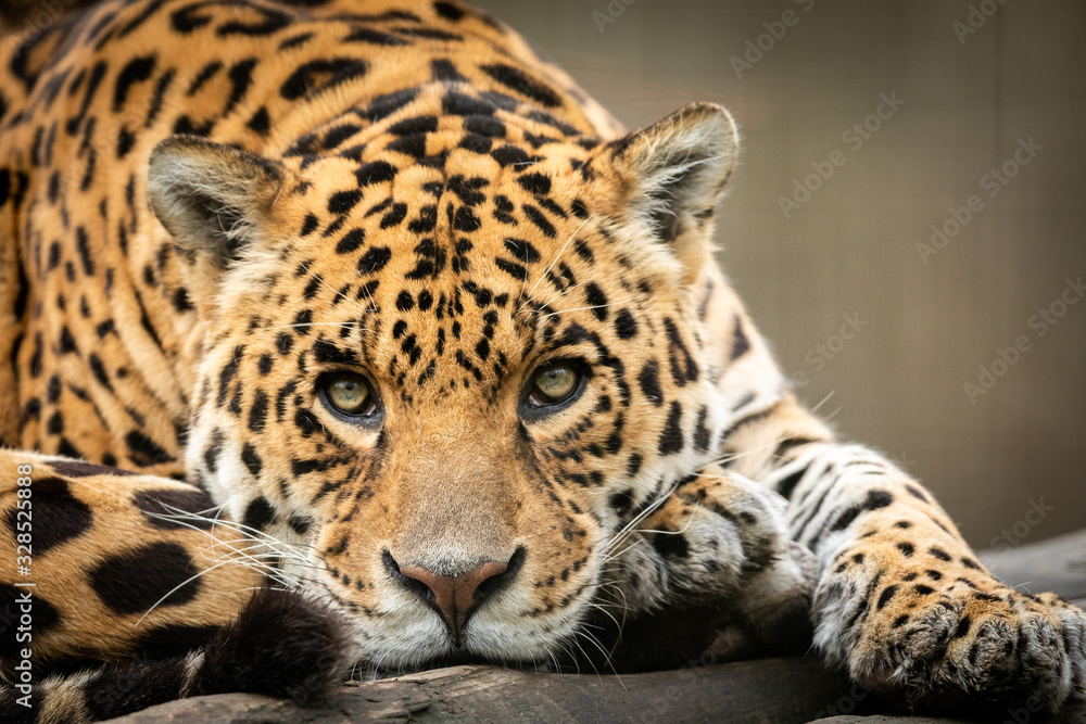 Fototapeta premium Portrait of a jaguar in the forest