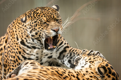 Two jaguars fighting in the forest photo