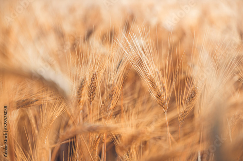 Wheat closeup. Wheat field. Background of ripening ears of wheat. Harvest and food concept.