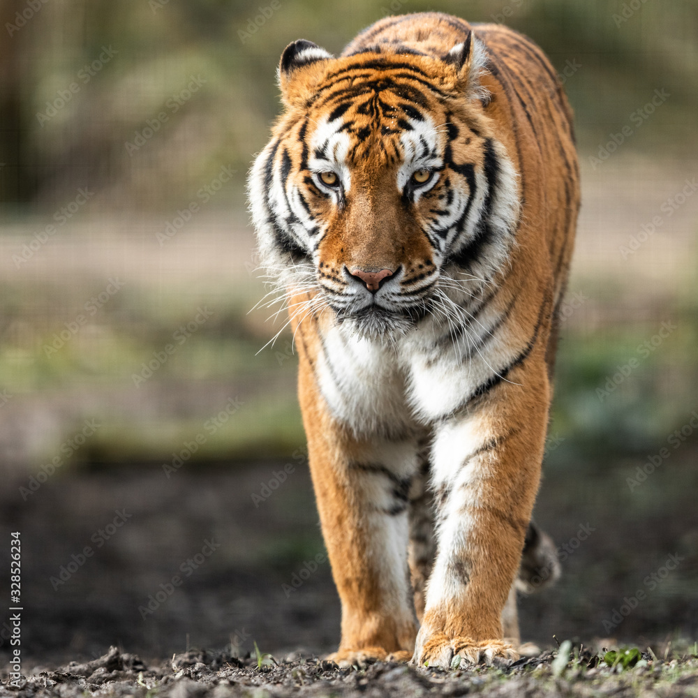 Obraz premium Portrait of a tiger in the forest