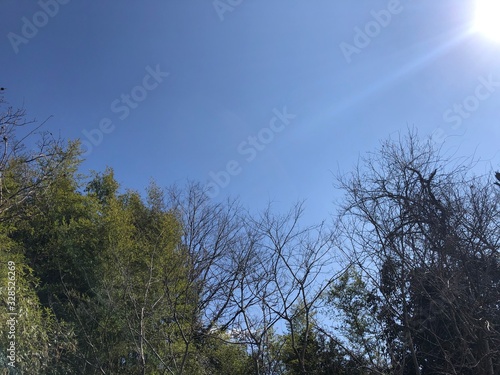 trees and sky