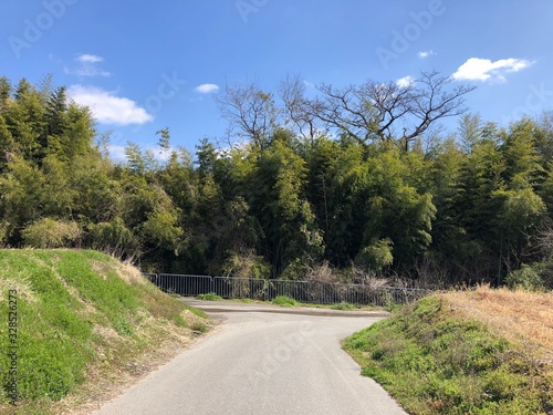 road in forest