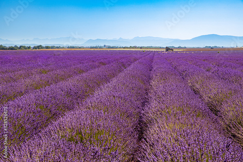 Sunrise over blooming fields of lavender on the Valensole plateau in the Provence in southern France.