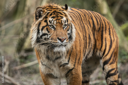 Portrait of a tiger in the forest