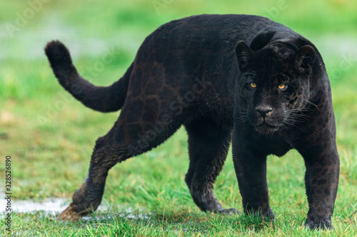 Portrait of a black jaguar in the forest photo
