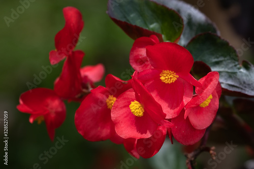 My Red Flower At Garden