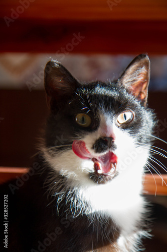 Black and white cat with its tongue out