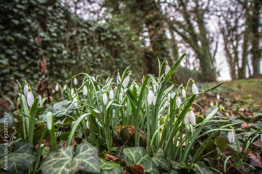 Snowdrops blooming in early spring Snowdrops blooming in early spring