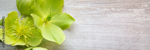 Banner with Yellow green Helleborus Viridis or Christmas rose on a light browrn wooden background © HildaWeges