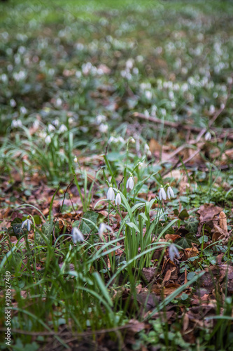 Snowdrops blooming in early spring