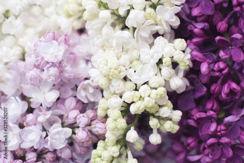 Beautiful spring lilac texture background