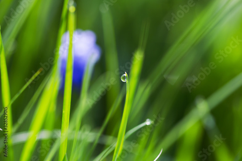 Drop of dew on the grass