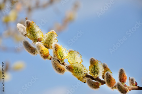 A branch of fluffy willow. The symbol of spring. Awakening of nature.