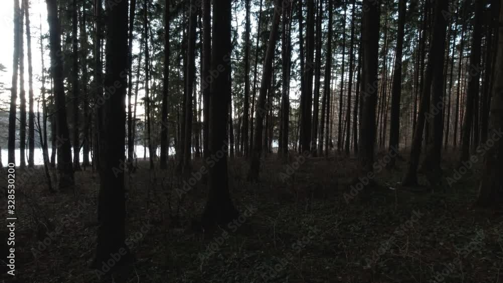 Slow motion of dark misty forest. Nature background. Stock video. Slow motion of dark misty forest. Nature background. Stock video.