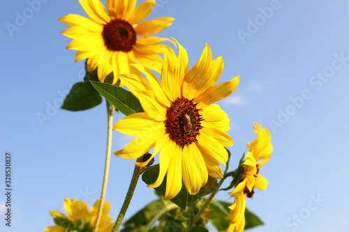 Clear sunny day. In the field grow yellow sunflowers against a background of blue sky. Bees fly. Harvest.