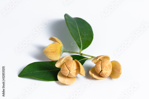 Melodorum fruticosum, fragrant wildflower with clipping path photo