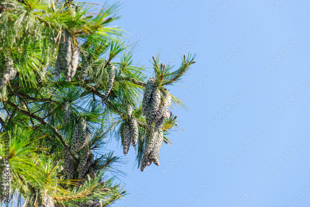 Close up of big pine cones growing on a tree branch over blue clear sky background Close up of big pine cones growing on a tree branch over blue clear sky background