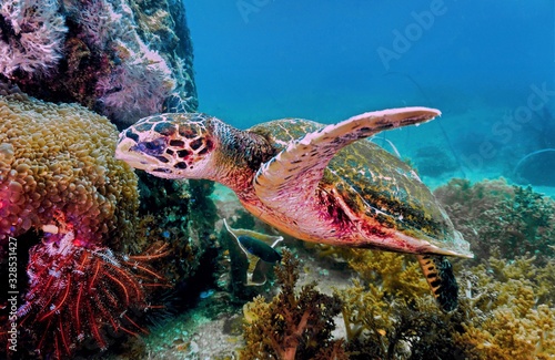 Turtle on coral reef