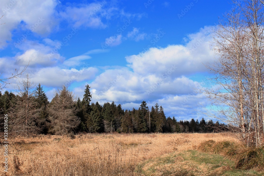 landscape with trees and blue sky