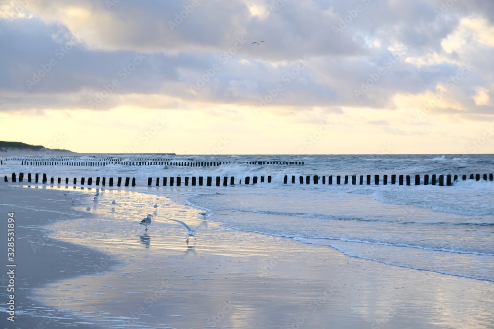 Flock of seagulls standing on wet sand on beach of sea in sunset light. Waves crashing on the breakwater. Baltic Sea coast, Dziwnowek, Poland