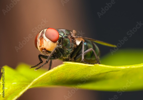 Closed up macro ; Extremely sharp and detailed of fly heads. Focus on red eye. House fly on leaf isolated on black background. Education and natural concept.