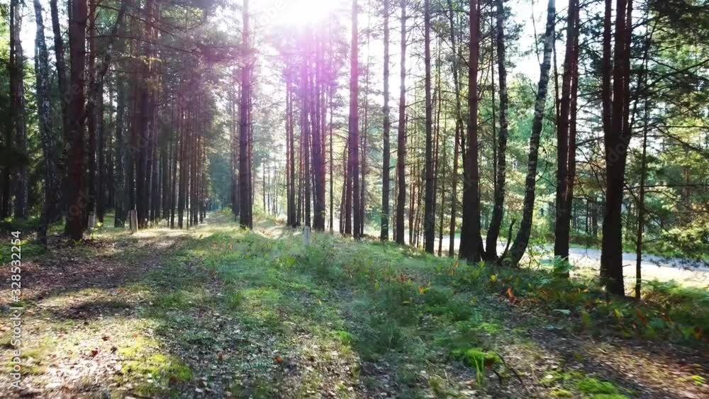Morning in a pine forest on the shore of Lake Streshno Morning in a pine forest on the shore of Lake Streshno