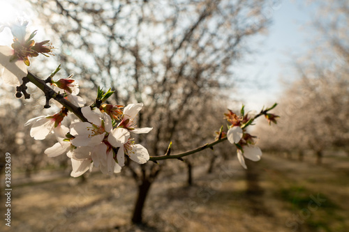 Almond tree in the spring