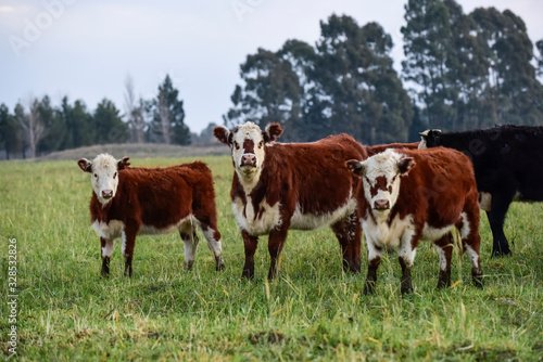 Cattle in Pampas landscape at dusk, Patagonia, Argentina